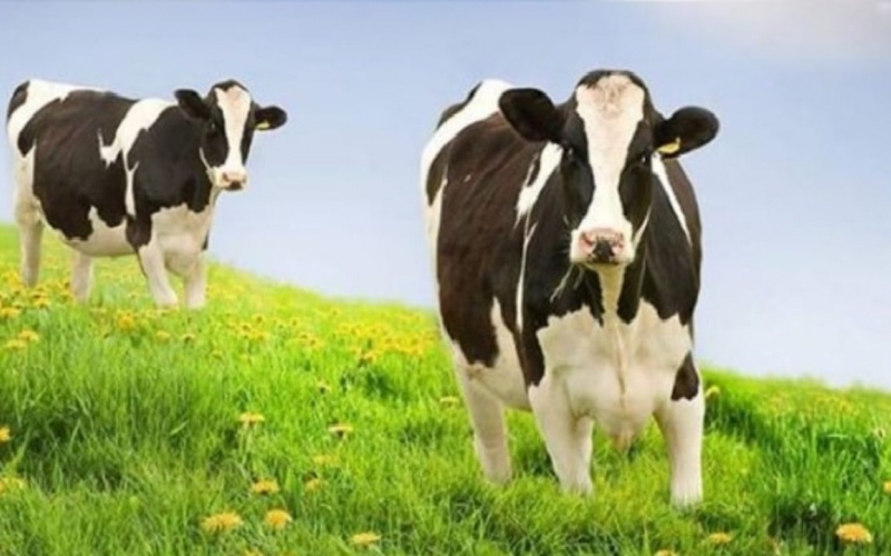 Hayvancılık'ta %50 Hibe Desteği